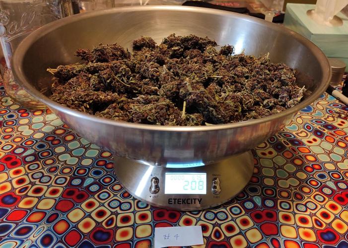 Chemdawg Summer 2025. Week 33 - Chemdawg #4 weight