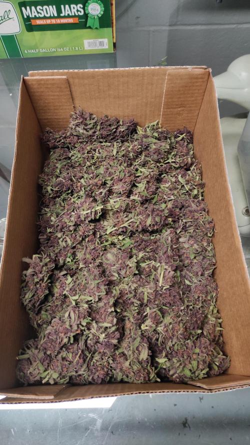 Chemdawg Summer 2025. Week 33 - Chemdawg #4 wet trimmed