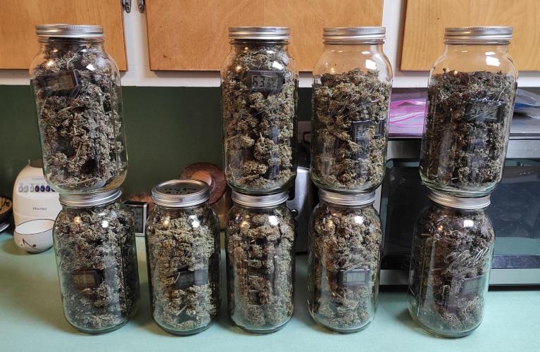 Chemdawg Summer 2025. Week 33 - Chemdawg all jars