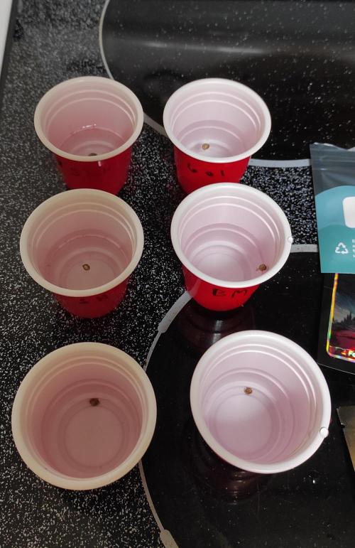 Six for the Summer of 2026. Week 0 - Day 1 seed soak