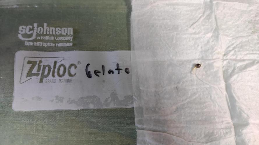 Six for the Summer of 2026. Week 0 - Day 3 Gelato sprout