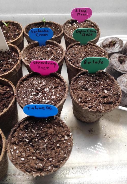 Six for the Summer of 2026. Week 0 - Day 3 seeds potted