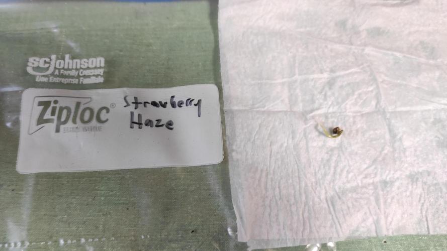 Six for the Summer of 2026. Week 0 - Day 3 Strawberry Haze sprout