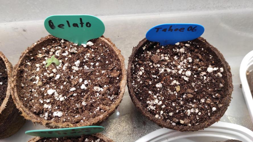 Six for the Summer of 2026. Week 0 - Day 8 Gelato & Tahoe OG