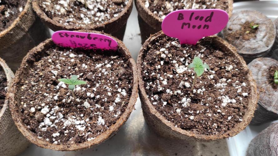 Six for the Summer of 2026. Week 0 - Day 8 Strawberry Haze & Blood Moon