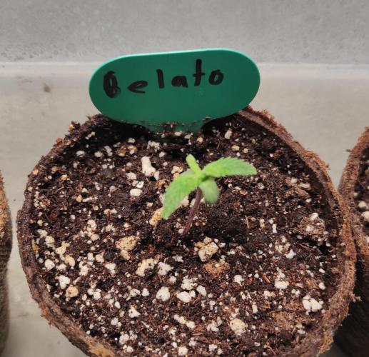 Six for the Summer of 2026. Week 1 - Day 15 Gelato