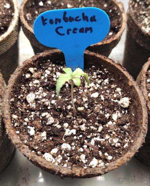 Six for the Summer of 2026. Week 1 - Day 15 Kombucha Cream