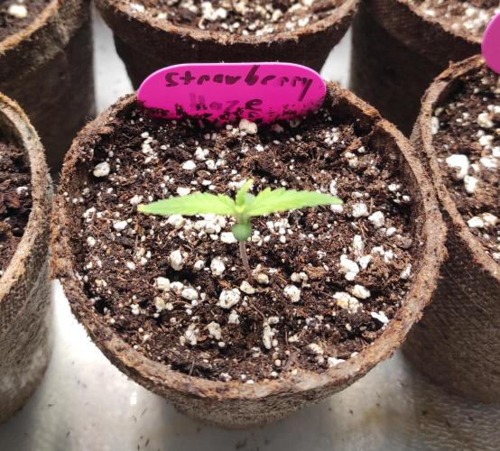 Six for the Summer of 2026. Week 1 - Day 15 Strawberry Haze