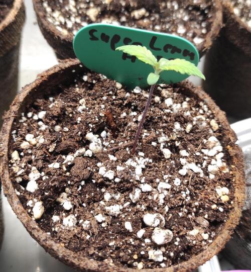 Six for the Summer of 2026. Week 1 - Day 15 Super Lemon Haze