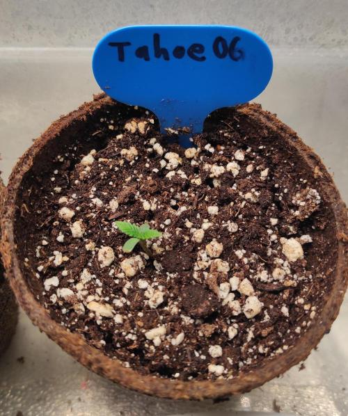 Six for the Summer of 2026. Week 1 - Day 15 Tahoe OG