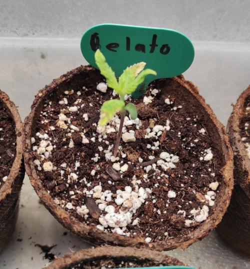 Six for the Summer of 2026. Week 2 - Day 22 Gelato
