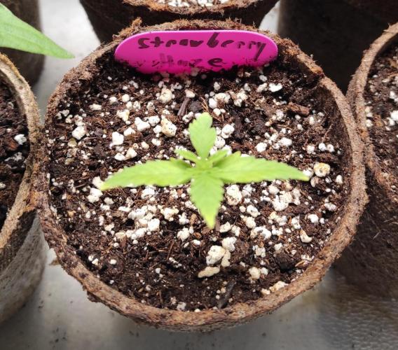 Six for the Summer of 2026. Week 2 - Day 22 Strawberry Haze
