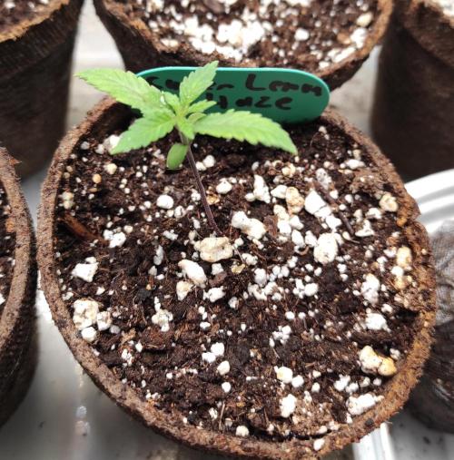 Six for the Summer of 2026. Week 2 - Day 22 Super Lemon Haze