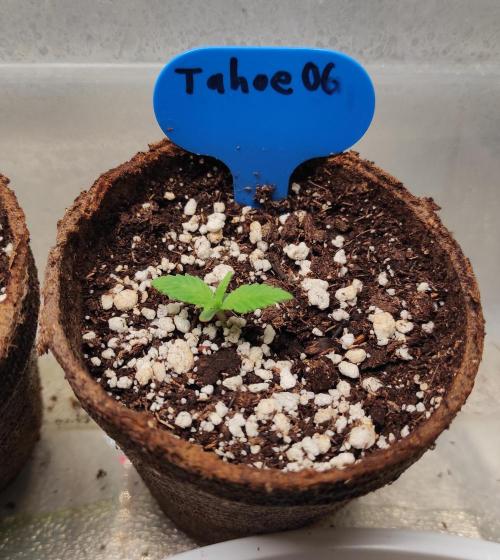 Six for the Summer of 2026. Week 2 - Day 22 Tahoe OG