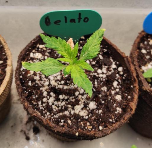 Six for the Summer of 2026. Week 3 - Day 29 Gelato