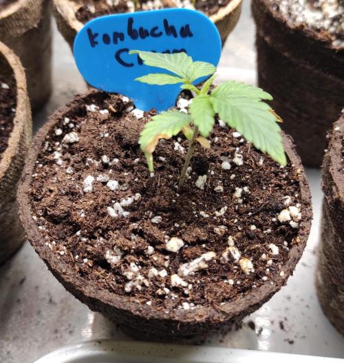 Six for the Summer of 2026. Week 3 - Day 29 Kombucha Cream
