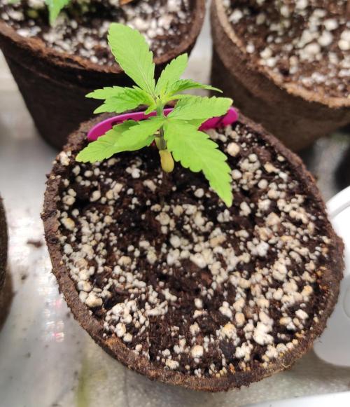 Six for the Summer of 2026. Week 3 - Day 29 Strawberry Haze