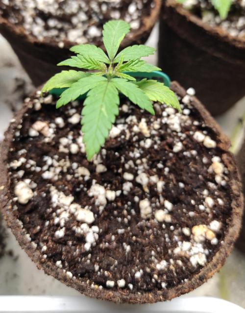 Six for the Summer of 2026. Week 3 - Day 29 Super Lemon Haze