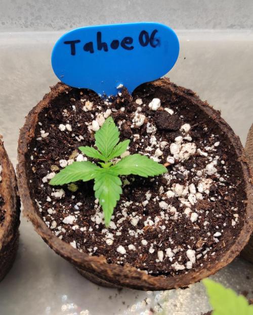 Six for the Summer of 2026. Week 3 - Day 29 Tahoe OG