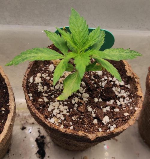 Six for the Summer of 2026. Week 4 - Day 36 Gelato