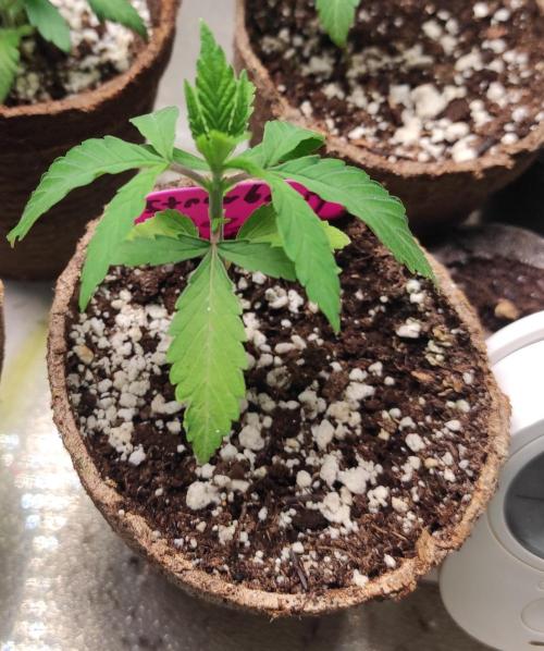 Six for the Summer of 2026. Week 4 - Day 36 Strawberry Haze