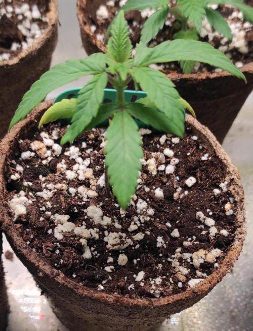 Six for the Summer of 2026. Week 4 - Day 36 Super Lemon Haze