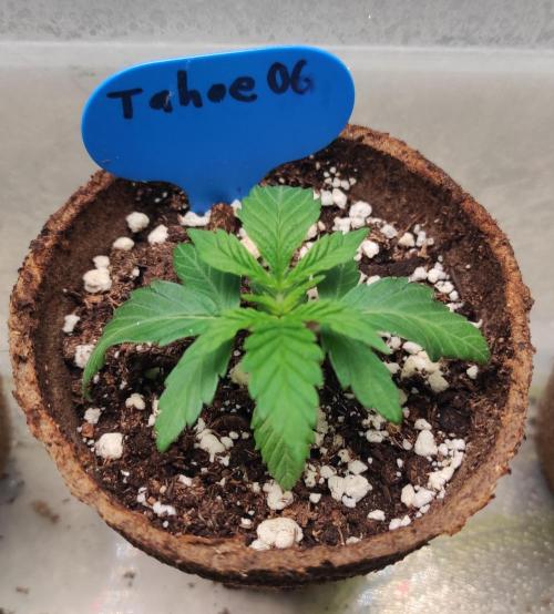 Six for the Summer of 2026. Week 4 - Day 36 Tahoe OG