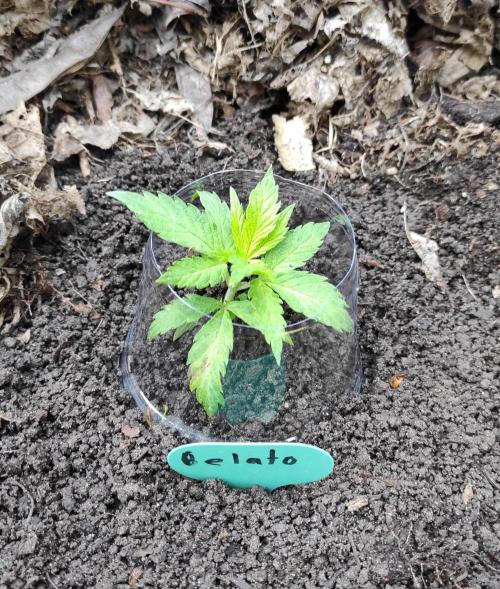 Six for the Summer of 2026. Week 5 - Day 42 Gelato