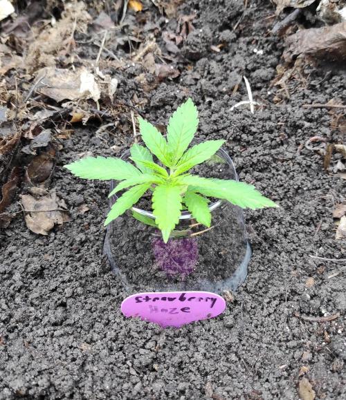 Six for the Summer of 2026. Week 5 - Day 42 Strawberry Haze