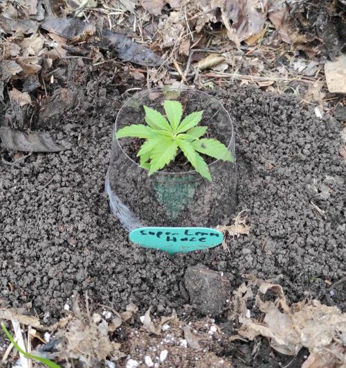 Six for the Summer of 2026. Week 5 - Day 42 Super Lemon Haze