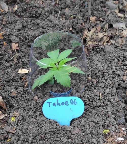Six for the Summer of 2026. Week 5 - Day 42 Tahoe OG