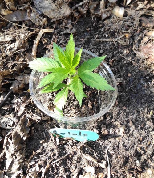 Six for the Summer of 2026. Week 5 - Day 43 Gelato