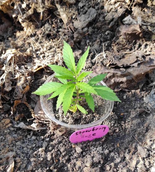 Six for the Summer of 2026. Week 5 - Day 43 Strawberry Haze