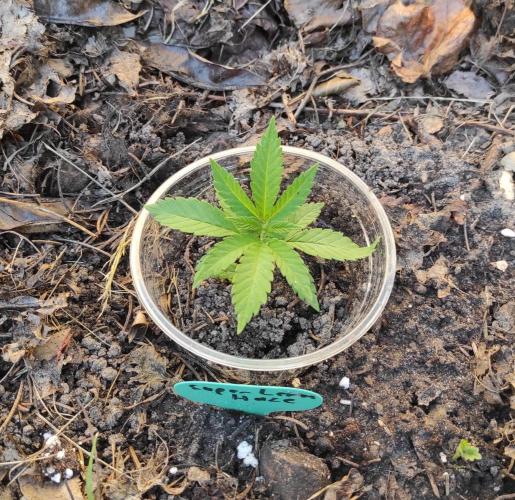 Six for the Summer of 2026. Week 5 - Day 43 Super Lemon Haze