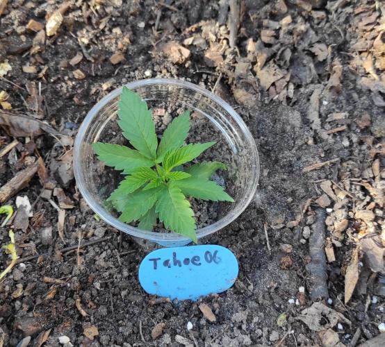 Six for the Summer of 2026. Week 5 - Day 43 Tahoe OG