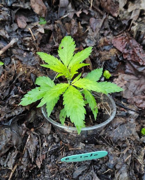Six for the Summer of 2026. Week 6 - Day 50 Gelato