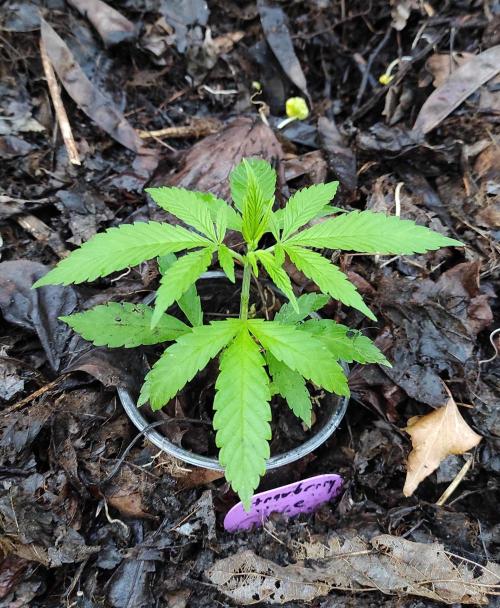 Six for the Summer of 2026. Week 6 - Day 50 Strawberry Haze