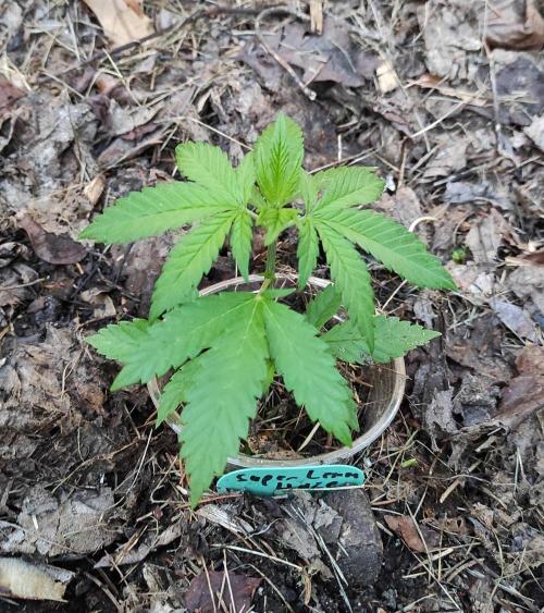Six for the Summer of 2026. Week 6 - Day 50 Super Lemon Haze