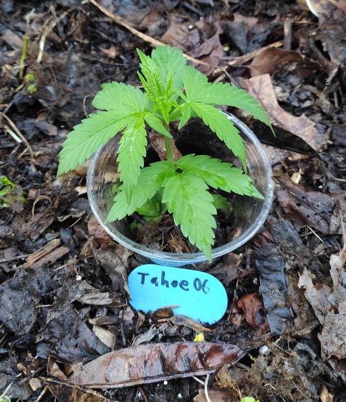 Six for the Summer of 2026. Week 6 - Day 50 Tahoe OG