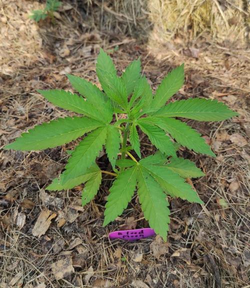 Six for the Summer of 2026. Week 7 - Day 53 Blood Moon pre topped