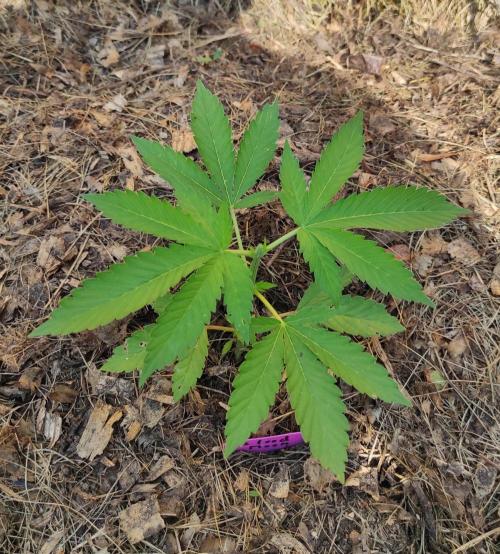 Six for the Summer of 2026. Week 7 - Day 53 Blood Moon topped