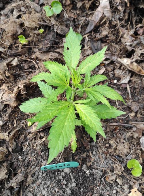 Six for the Summer of 2026. Week 7 - Day 53 Gelato pre topped