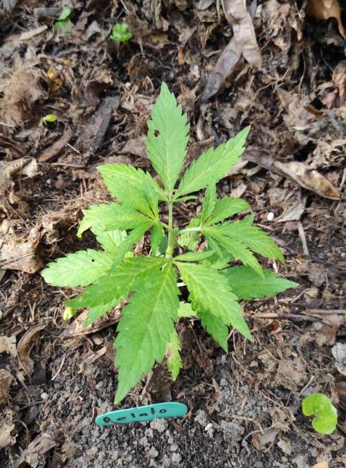 Six for the Summer of 2026. Week 7 - Day 53 Gelato topped