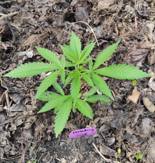 Six for the Summer of 2026. Week 7 - Day 53 Strawberry Haze pre topped
