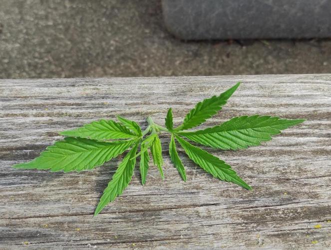 Six for the Summer of 2026. Week 7 - Day 53 Strawberry Haze top