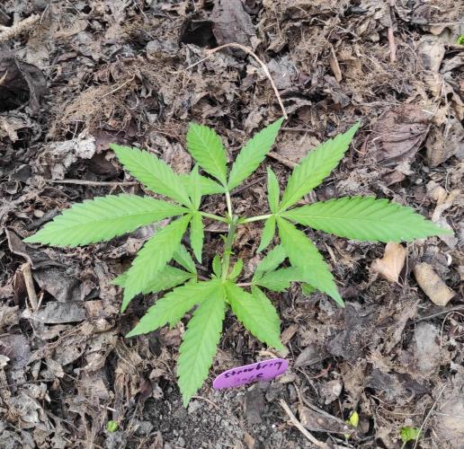 Six for the Summer of 2026. Week 7 - Day 53 Strawberry Haze topped