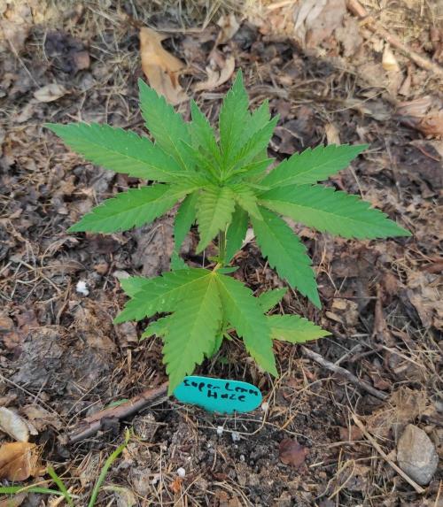Six for the Summer of 2026. Week 7 - Day 53 Super Lemon Haze pre topped