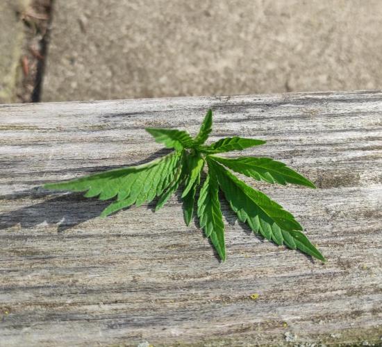 Six for the Summer of 2026. Week 7 - Day 53 Super Lemon Haze top