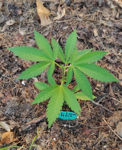Six for the Summer of 2026. Week 7 - Day 53 Super Lemon Haze topped