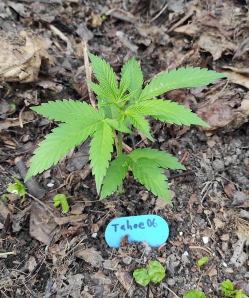 Six for the Summer of 2026. Week 7 - Day 53 Tahoe OG pre topped